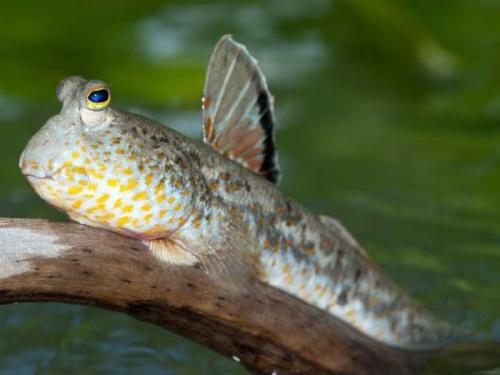 登陆进化到一半，两栖的鱼？