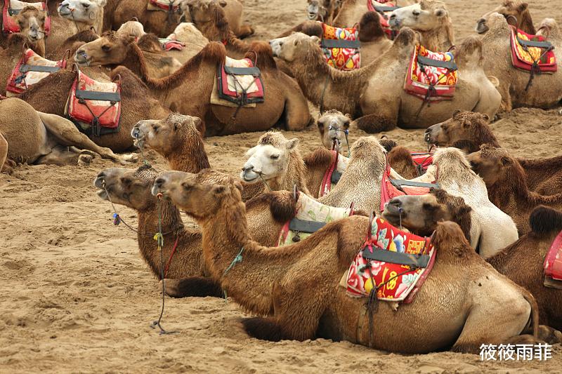 骆驼 为什么人不能碰在沙漠中渴死的骆驼？这几点原因帮你解开疑惑