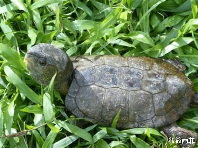 占卜 乌龟如果被人为撬开了壳，还能存活吗？可以活多久？