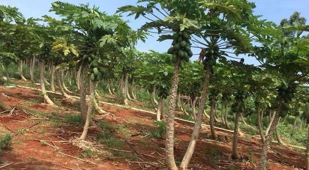 木瓜|唯一批准上市的转基因水果,已售卖多年,大多数人都吃过