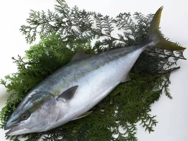 |你钓到过最大的鱼有多大?20斤?对我来说那叫鱼饵