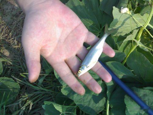 历史揭秘|古代闹饥荒时为什么少有灾民捕食河里的鱼虾充饥？萨沙问答第24集