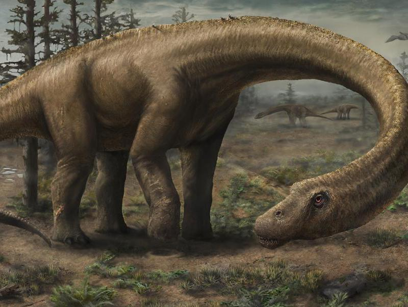 爱因斯坦|蜥脚类恐龙,最大的恐龙