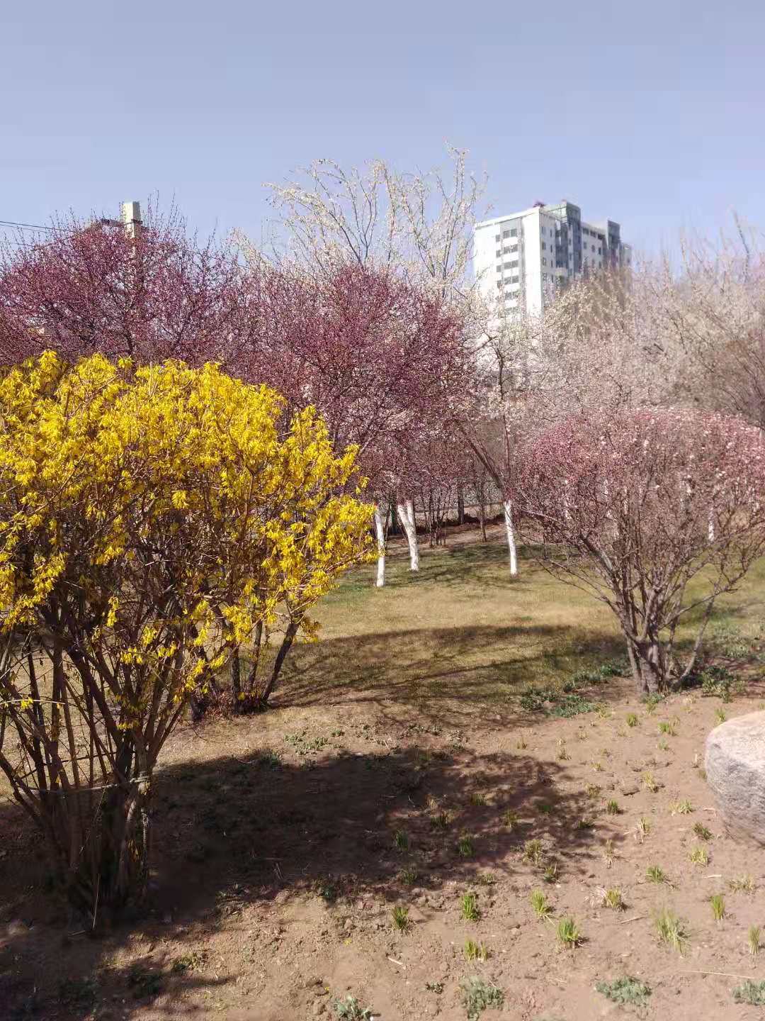 樱子讲故事 经历了沙尘肆虐，西宁终于迎来晴好天气