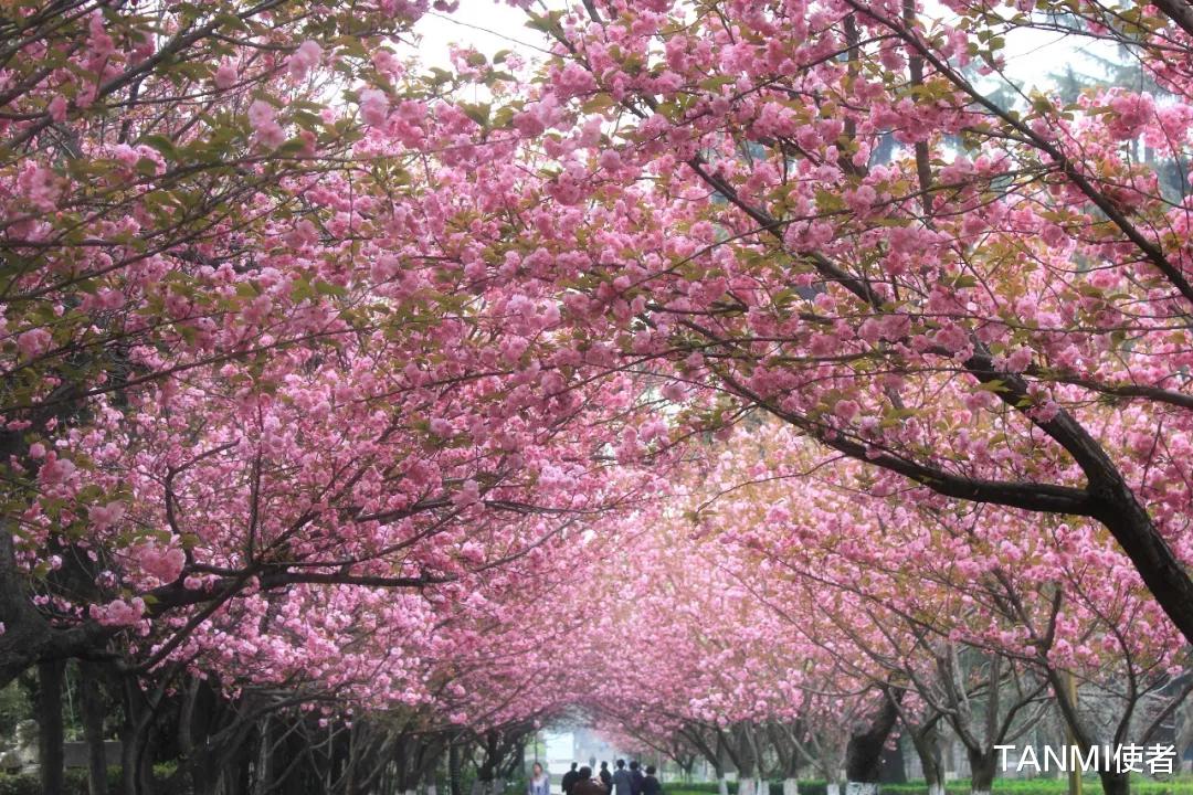 TANMI使者 你们等了一年，广西这里的樱桃花不小心怒放了