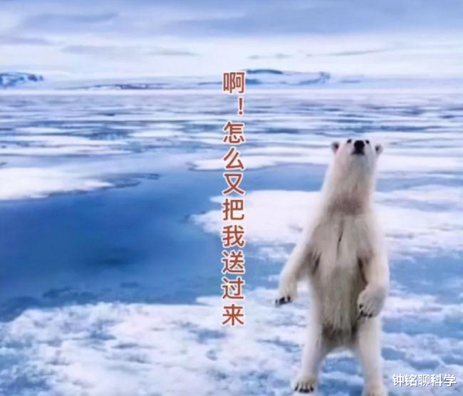 白化棕熊有多惨?被错认北极熊送到北极,冻到哆嗦还被北极熊暴打