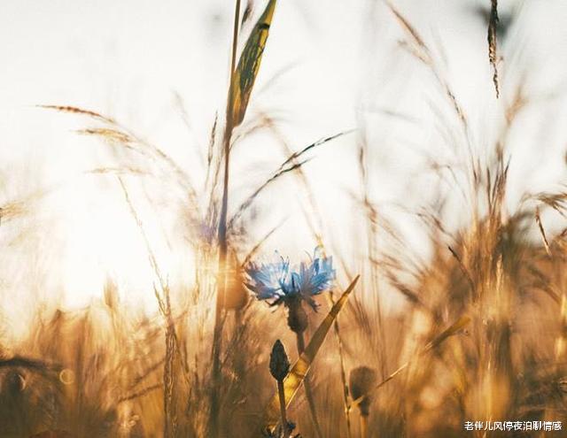 老伴儿风停夜泊聊情感|低谷时,做到这2个字,你就赢了