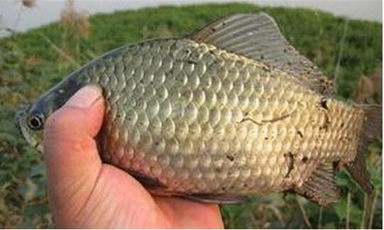 |要想作钓到大的鲫鱼,这几个细节都要注意,可是被很多钓友忽略了。