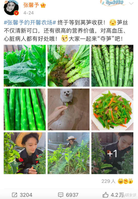 张馨予|张馨予晒莴笋丰收火了，吸引4万网友点赞，网友：嫁对人气质都变了