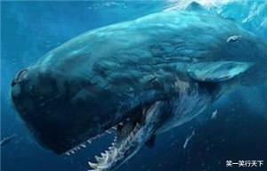 梅尔维尔鲸 梅尔维尔鲸，恐怖的深海猎手。