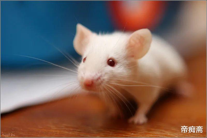 狼蛛 能复活！不死鸟附体的五大生物