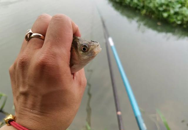 |新手真的不用学调漂吗？给你几个实用的建议