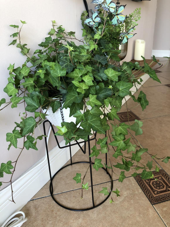 净化空气小能手,客厅放盆常青藤,装饰客厅,吸收二氧化碳