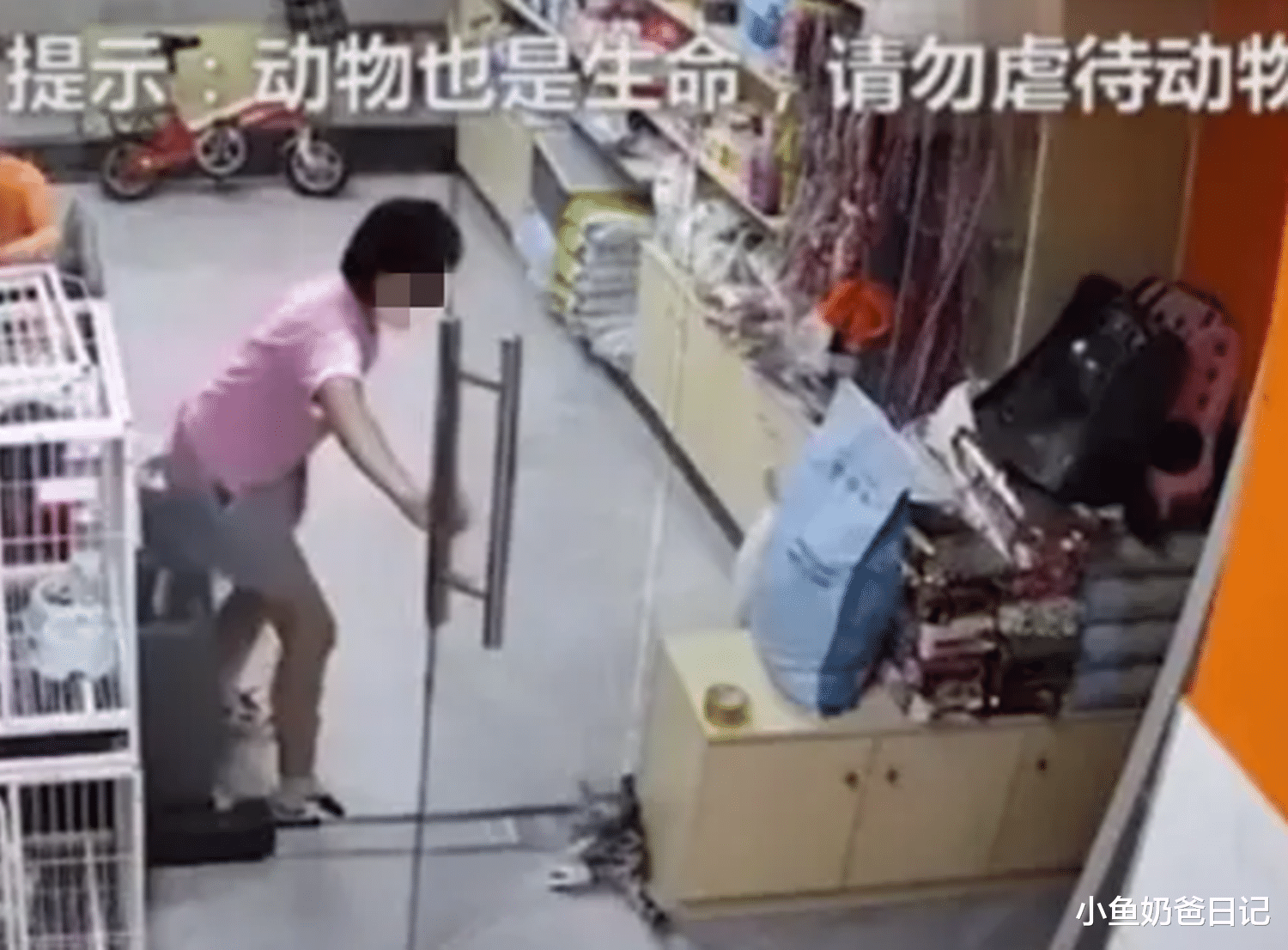 小鱼奶爸日记|13岁女孩夹死猫咪，妈妈：她还是个孩子，多少孩子毁于“慈母”