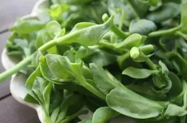 凉拌|这菜叶子是个宝,可惜很多人当草,尤其夏天要多吃,清热又去火