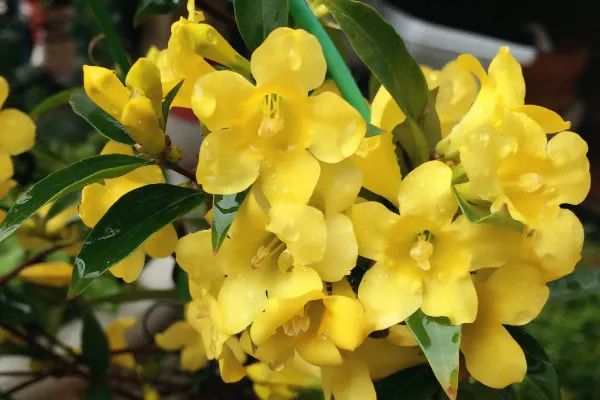 植物|闻香识花之法国香水