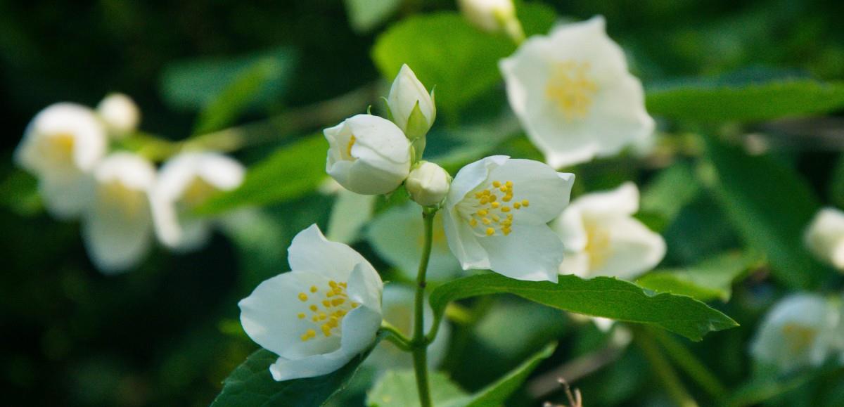 小捌爱花草|茉莉花为什么总是掉花骨朵？你知道吗？