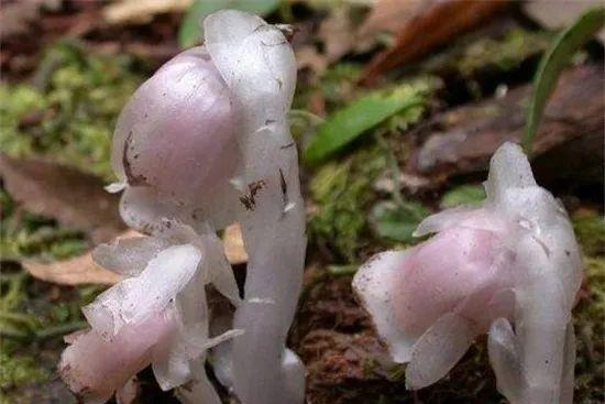 种上阳台|深山遇上罕有的“幽冥之花”，不能移栽它，唯有猛拍它！