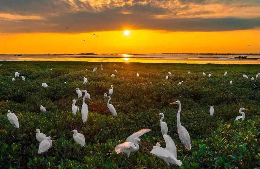 被官媒点名的海鸭蛋,与普通咸鸭蛋有何差别,为啥能冒出红油?