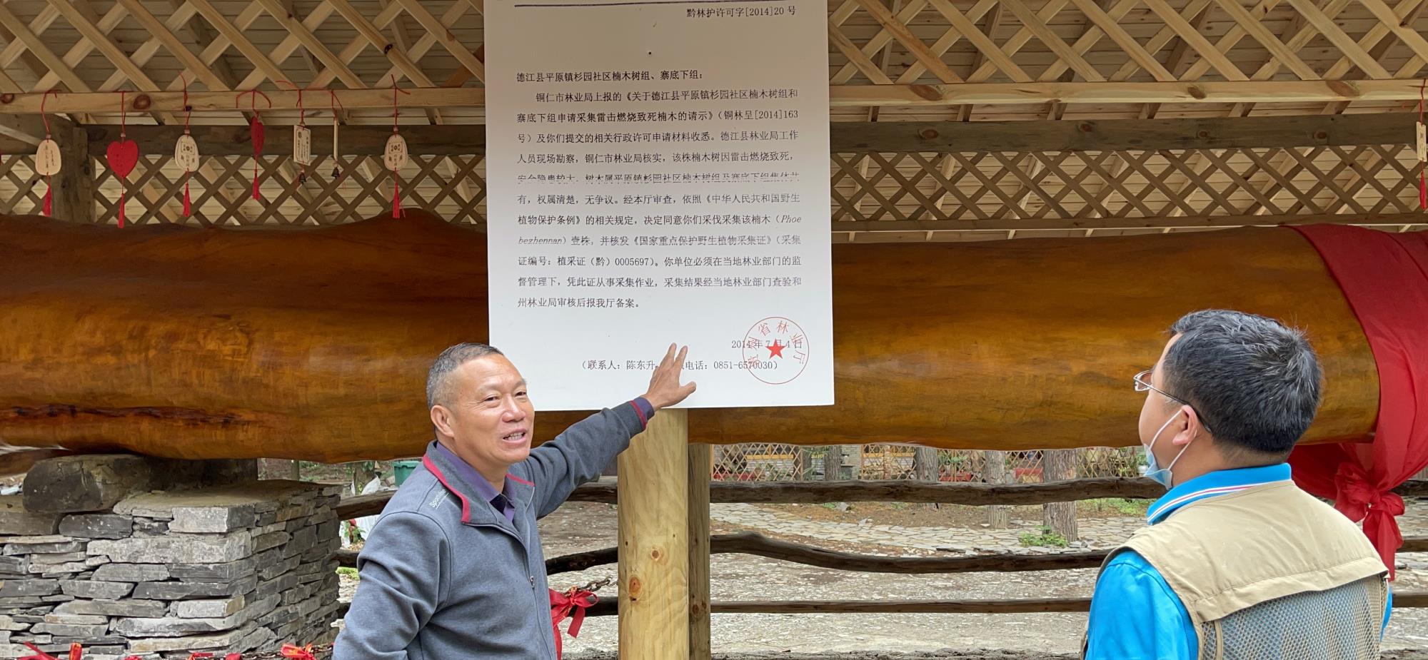 长脖子爸比说|贵阳发现4300年金丝楠木，因渡劫失败被火焚烧，如今价值上亿元