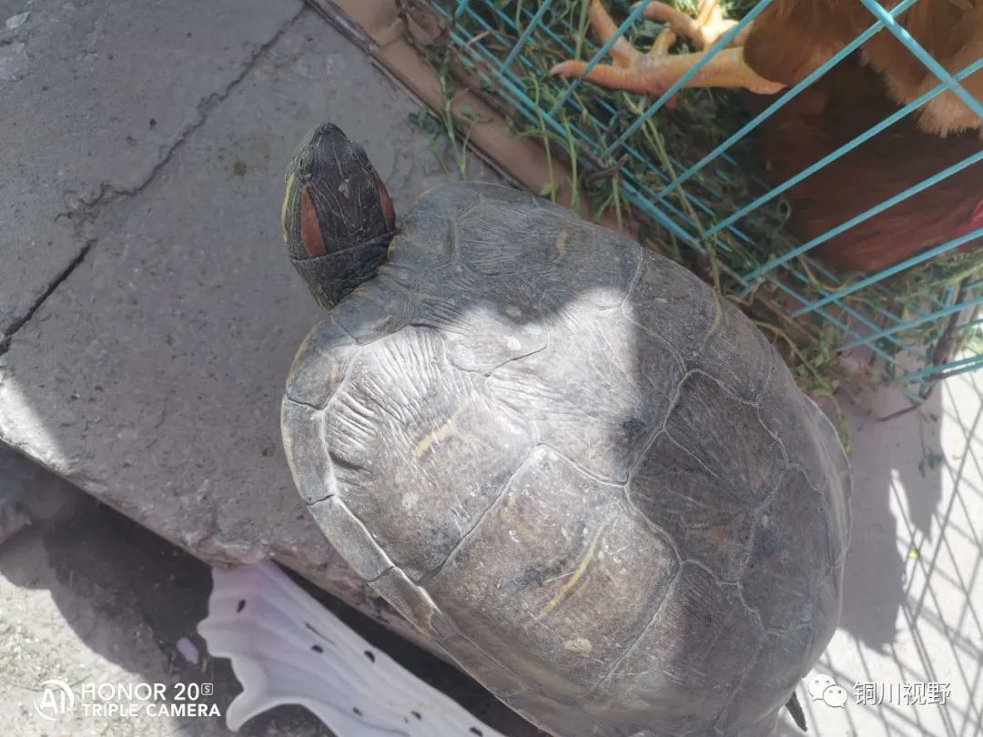 铜川周春辉 今天在铜川王家河会上逛了一圈