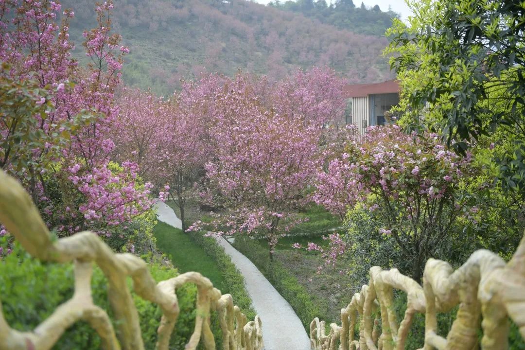 成都快报 绿色成为4084平方公里最亮的底色，汶川保生态也是保民生！