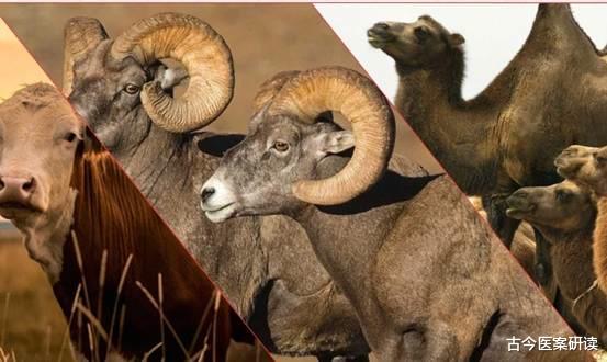 骨密度|吃一口等于喝8碗大骨汤,医生:你若天天吃,骨密度蹭蹭上涨,到老也不怕摔