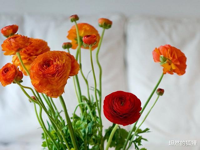 坦然的狐狸|让男人放不下的，往往不是“难追”的女人