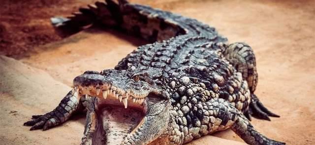 鳄鱼 被鳄鱼咬一口，需要承受多大的力量