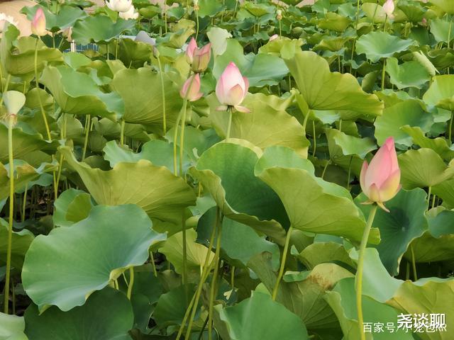 沫沫旳静好岁月 中奖1台电动车，收货时却来了30台，男子拒收请民警作证：我没拿