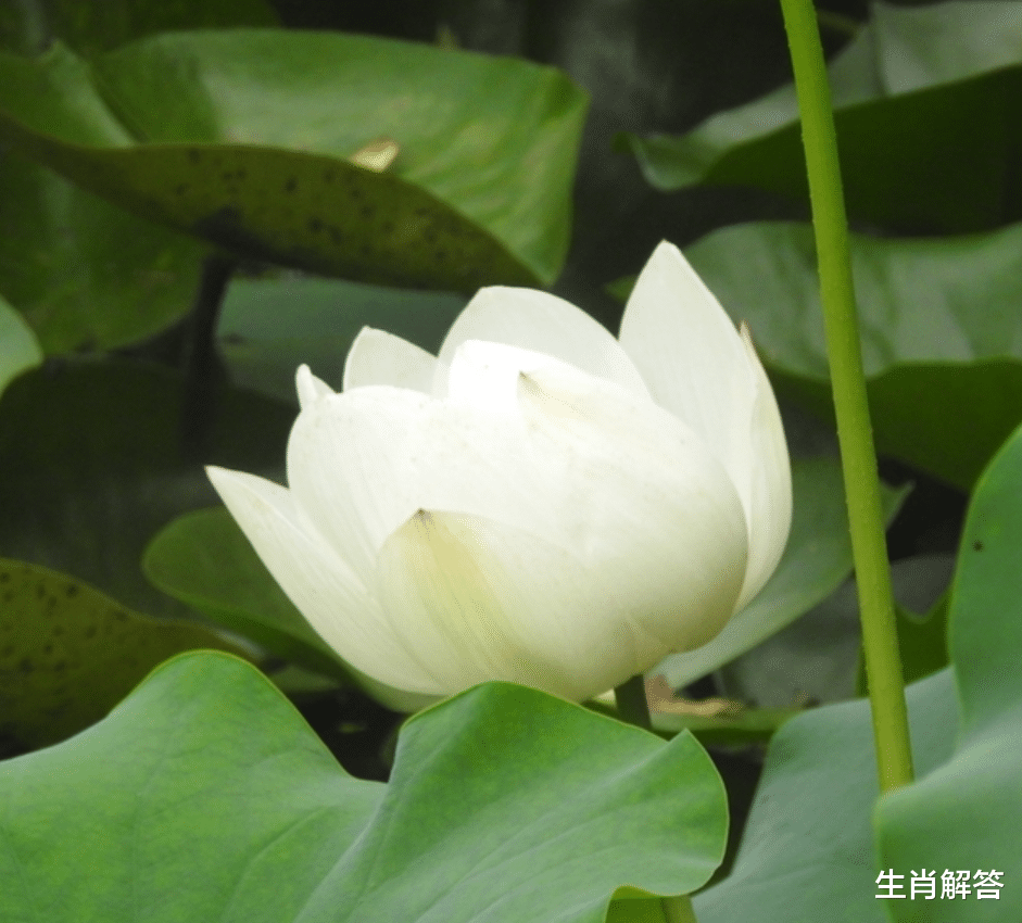 生肖解答|8月底，心在滴血，爱在吼叫，难舍难分，3生肖破釜沉舟，再续前缘