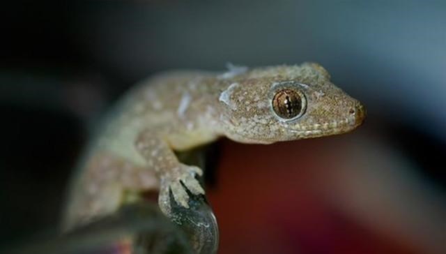 北斗导航 壁虎人畜无害，为什么却位居“五毒”之一？原来它“深藏不露”