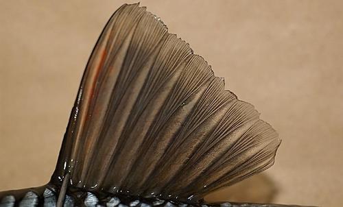 饵料|【鱼百科】鱼的基础知识，了解主要生理特征