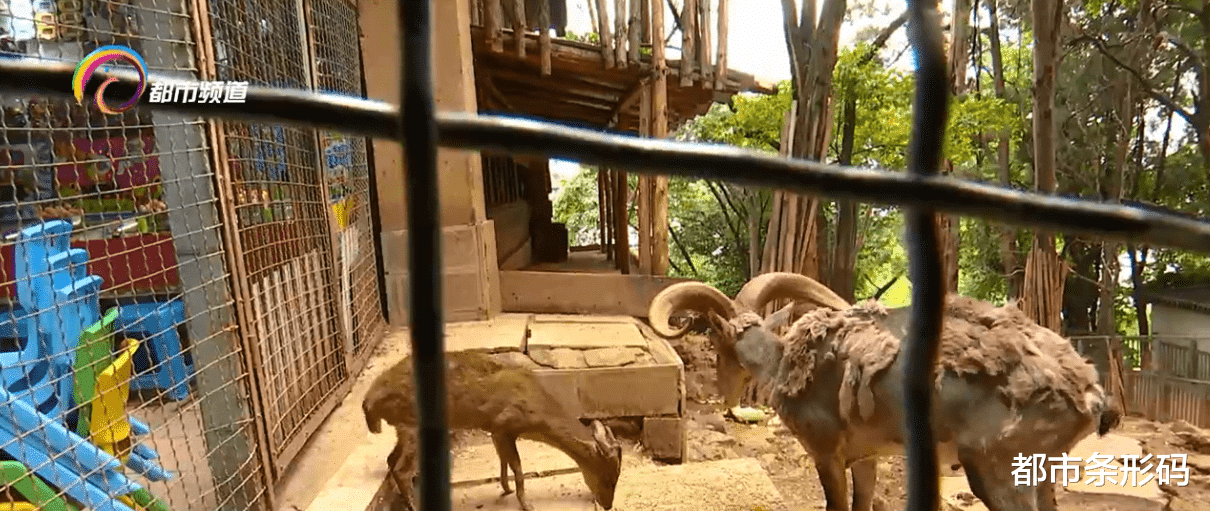贴秋膘 立秋后 动物们加紧贴秋膘