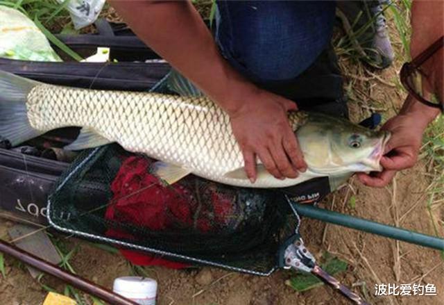 |钓鱼近30年，第一次见人开饵不用水，还钓上20斤大草鱼