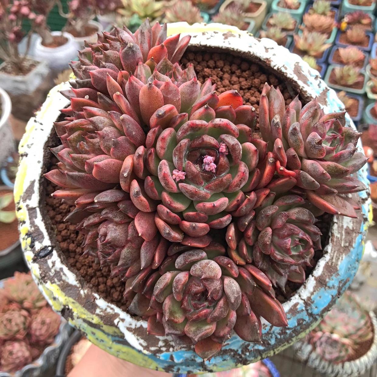 向阳园艺|??花土有好有坏，不要买成品土，价格贵不实用，专门骗新手