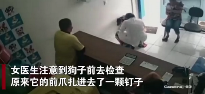 舜網 巴西一流浪狗受傷后走入診所，還主動向醫生展示傷口，醫生都驚了