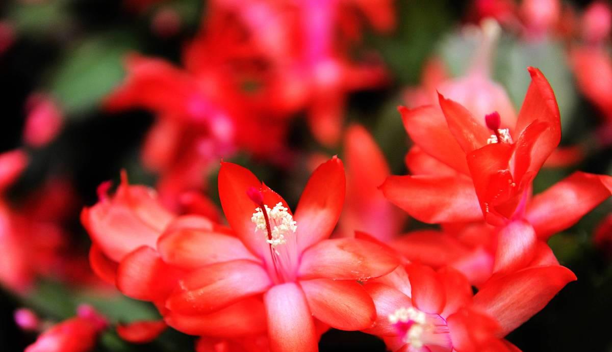 3种花卉适合长期在卧室养，好看又好养，你喜欢哪种？