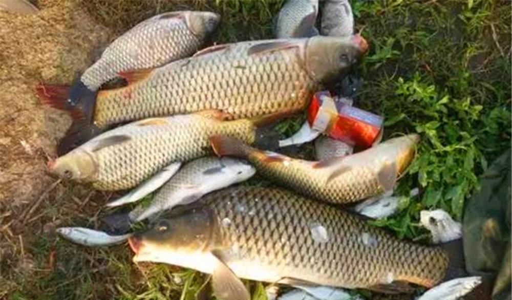 |5月初夏钓鱼，不用着急钓深水，这些浅水位置有鱼窝，还能钓几波