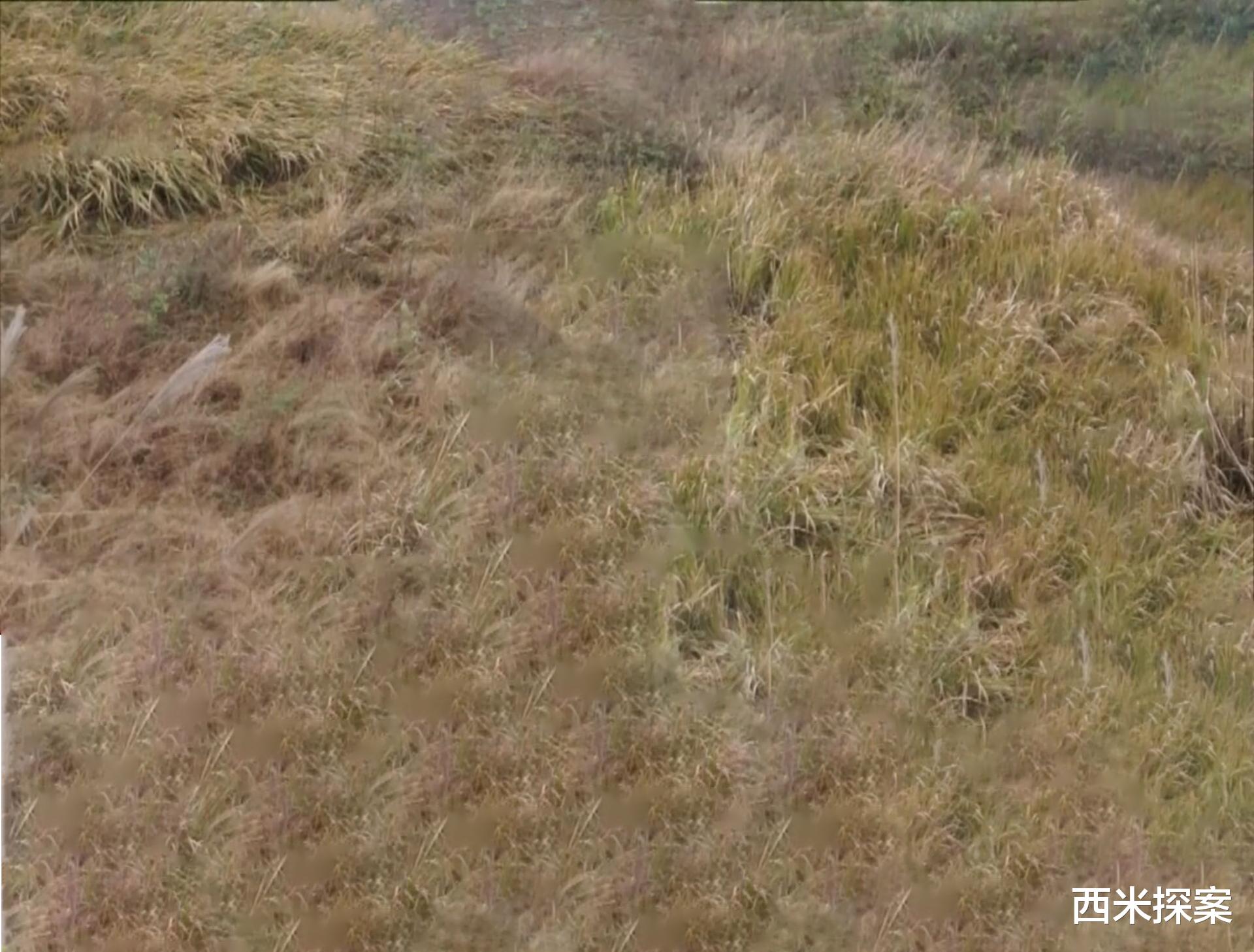 2009年，女子在荒山遇害，9年后，真相引出案中案