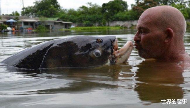鲤鱼|世界上最大的淡水鱼 “大胃王”巨型鲤鱼重六十多斤