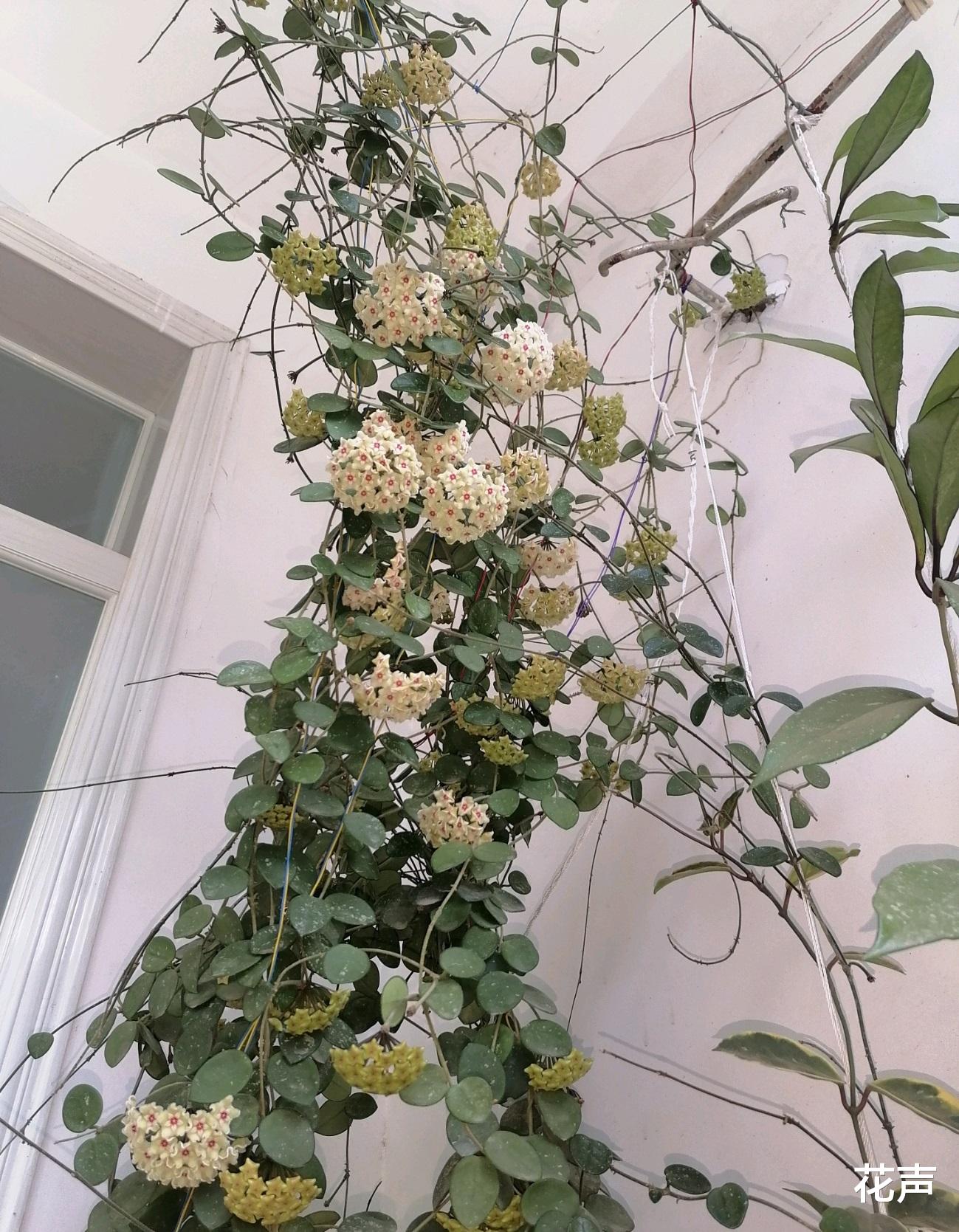 花声 适合封闭阳台养的一种花，观叶赏花又闻香，栽培容易，很值得拥有