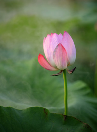 属蛇|9月上旬，时来运转，贵人相助，4属相升职加薪，喜事连连