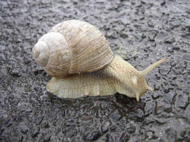 补钙 动物界顶级“房奴”，蜗牛从出生就要为了外壳努力，不惜得罪人类