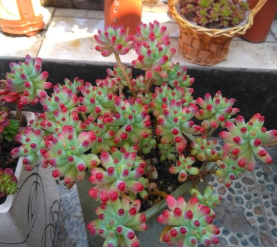 植萌|想要养出状态好的果冻乙女心，其实只要把这6点做好