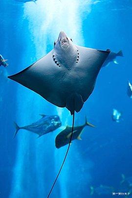 鳐鱼 鳐鱼,一种没有骨头的鱼。