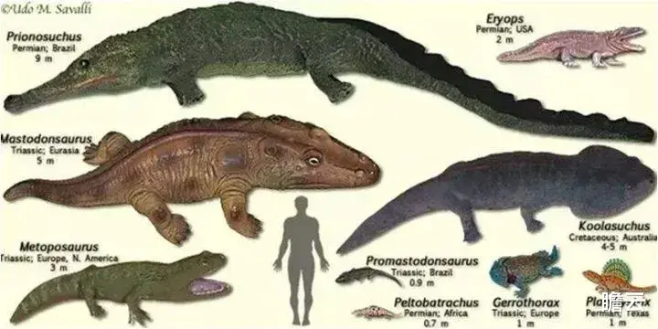 长达40亿年的生命历程,人类是如何一步步进化来的?(人类进化极简史)