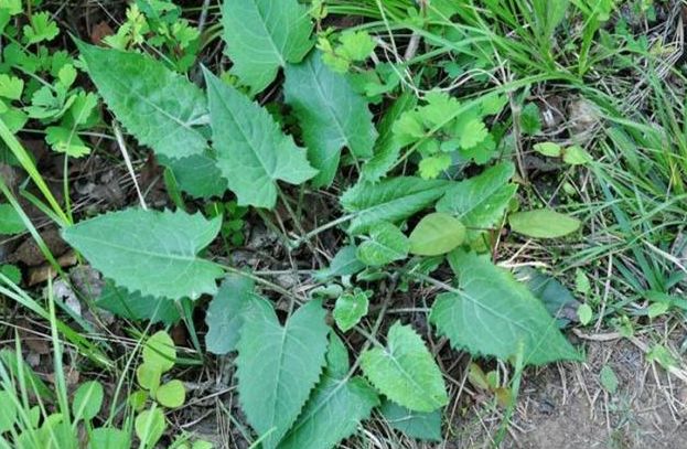 豹子|农村中霸气的野草,如今价值非常高,治疗风湿的疗效相当不错