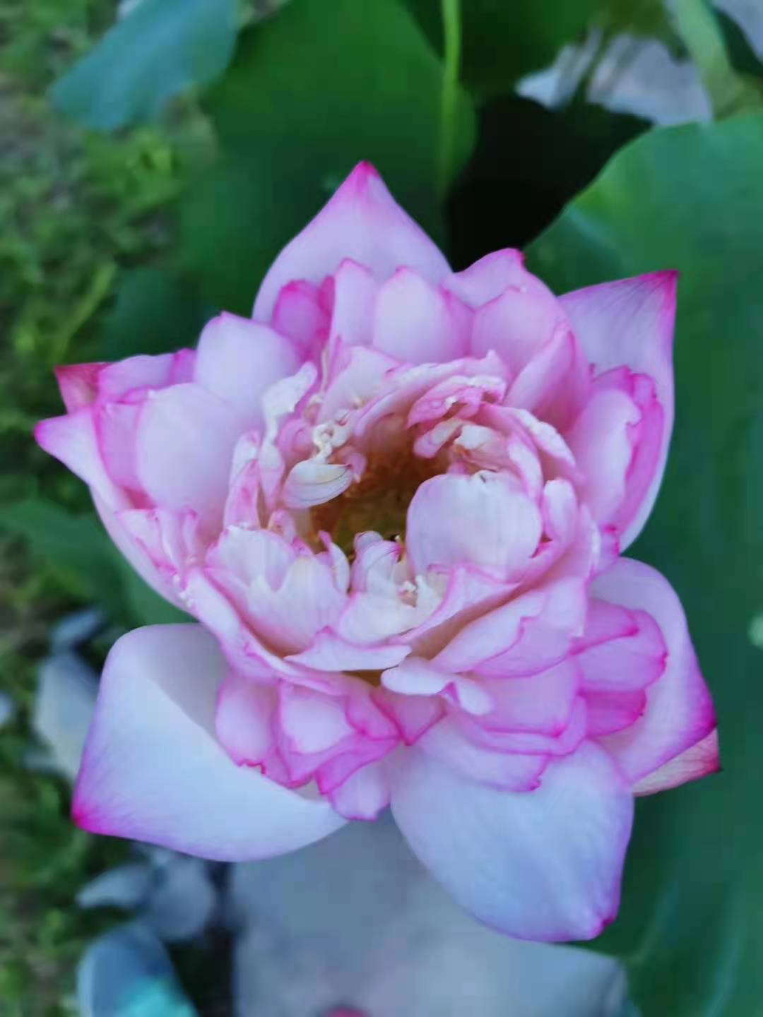 鼠标|别抱怨,这个世界谁也没有亏欠你