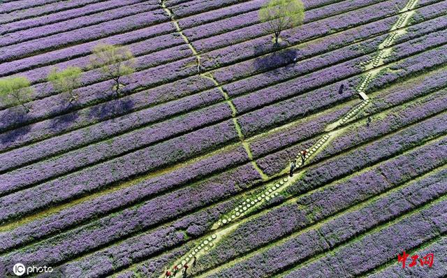 中工网 连云港:春天邂逅二月兰 花海进入盛花期